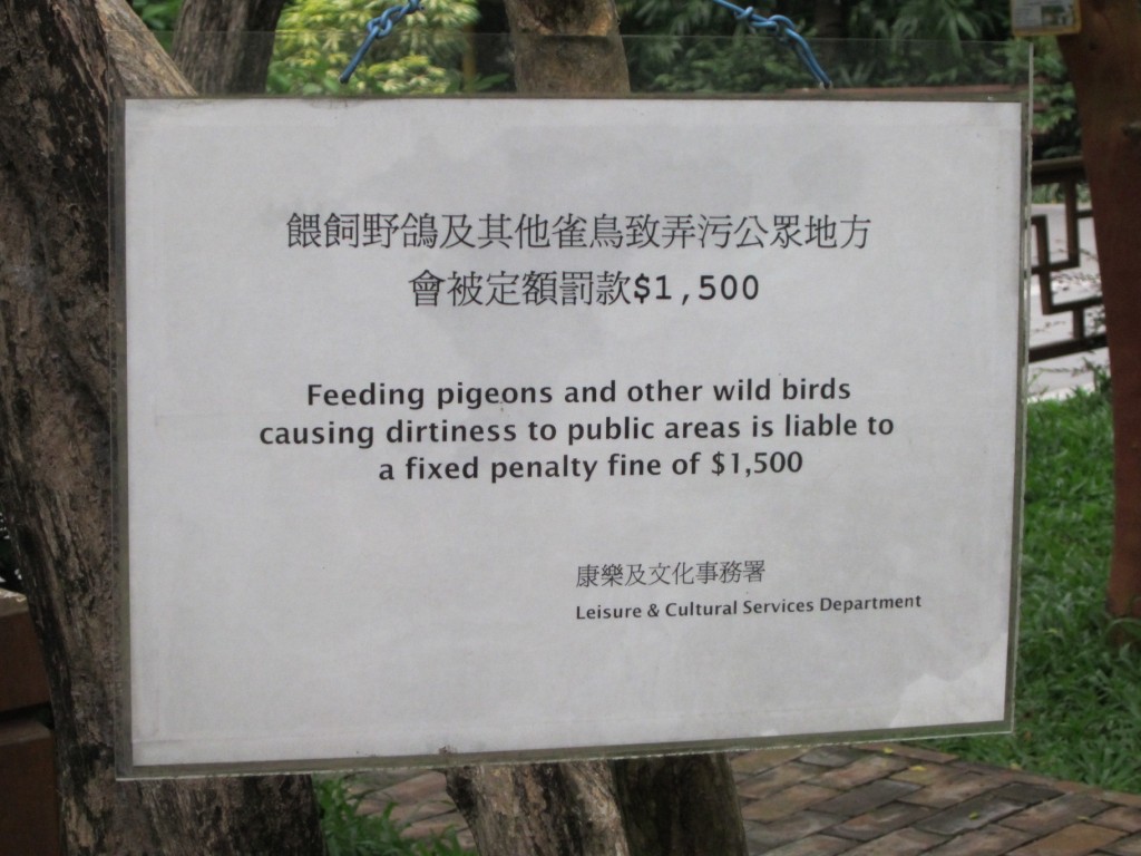 Things not to do in HK, Part 2: Feeding pigeons.