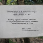 Things not to do in HK, Part 2: Feeding pigeons.