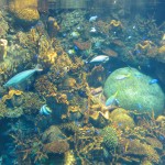 ...on multiple levels. [2010/09/16 - Osaka/Osaka Aquarium]