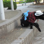 Then we found the dressed cat. [2010/09/20 - Hiroshima/Peace Memorial Park]