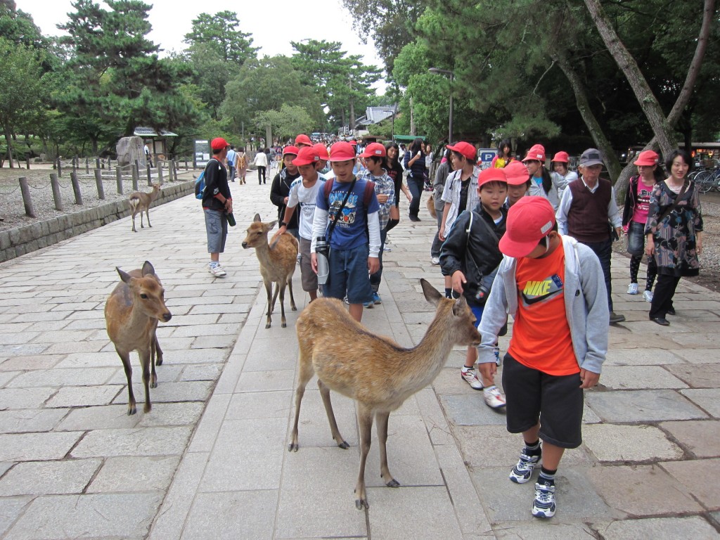They are followed by the Red Horde. [2010/09/24 - Nara]