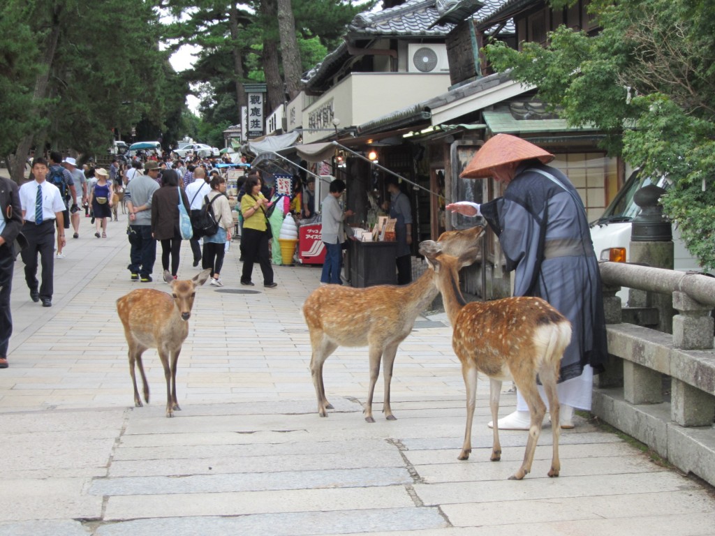 Not even monks are safe from begging deer. [2010/09/24 - Nara]