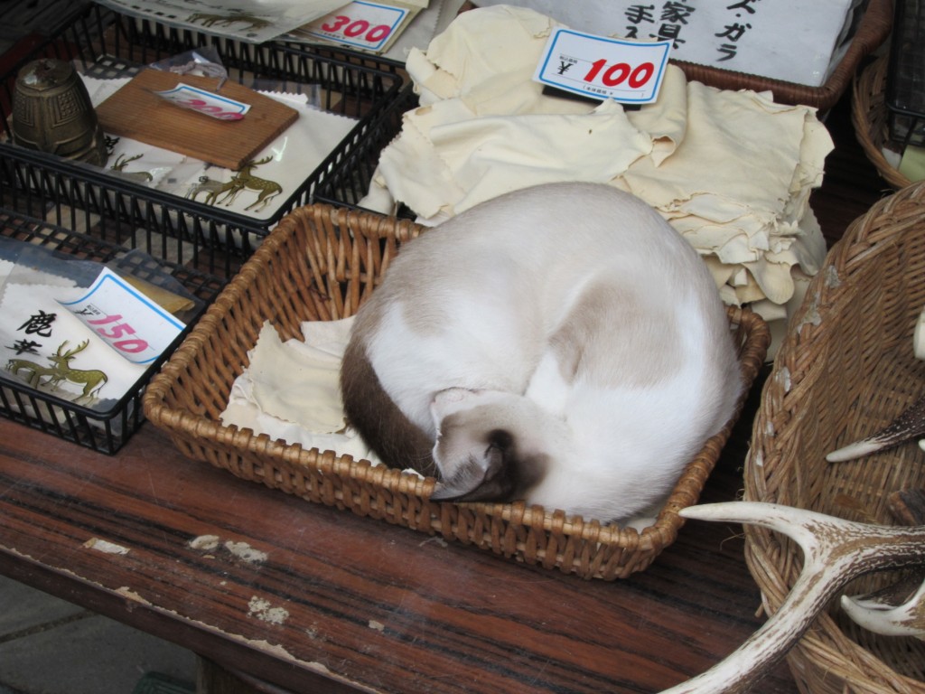 Is the cat for sale too? [2010/09/24 - Nara]