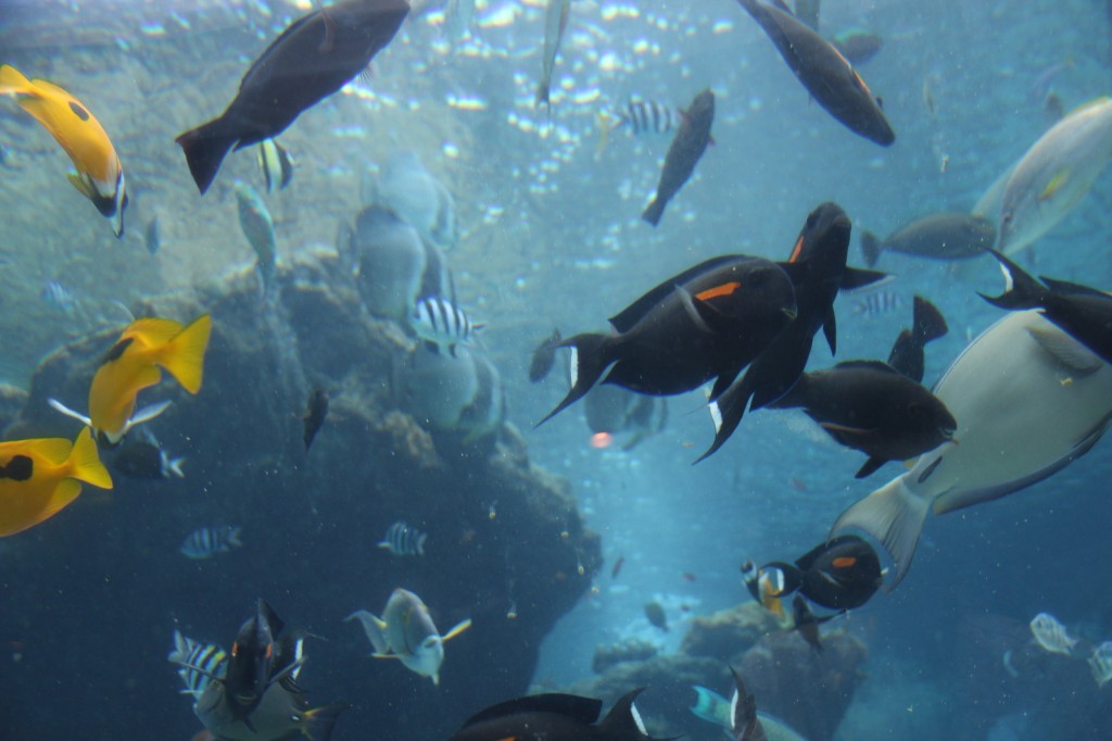 Okinawa Churaumi Aquarium / Motobu [2012/10/04 12:40:36]