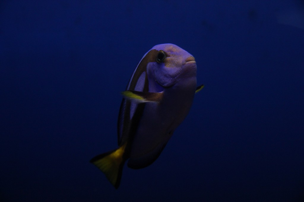 Okinawa Churaumi Aquarium / Motobu [2012/10/04 12:54:47]