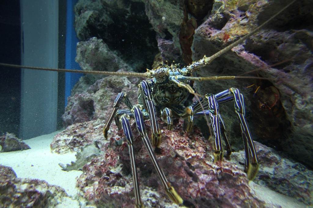Okinawa Churaumi Aquarium / Motobu [2012/10/04 13:00:39]