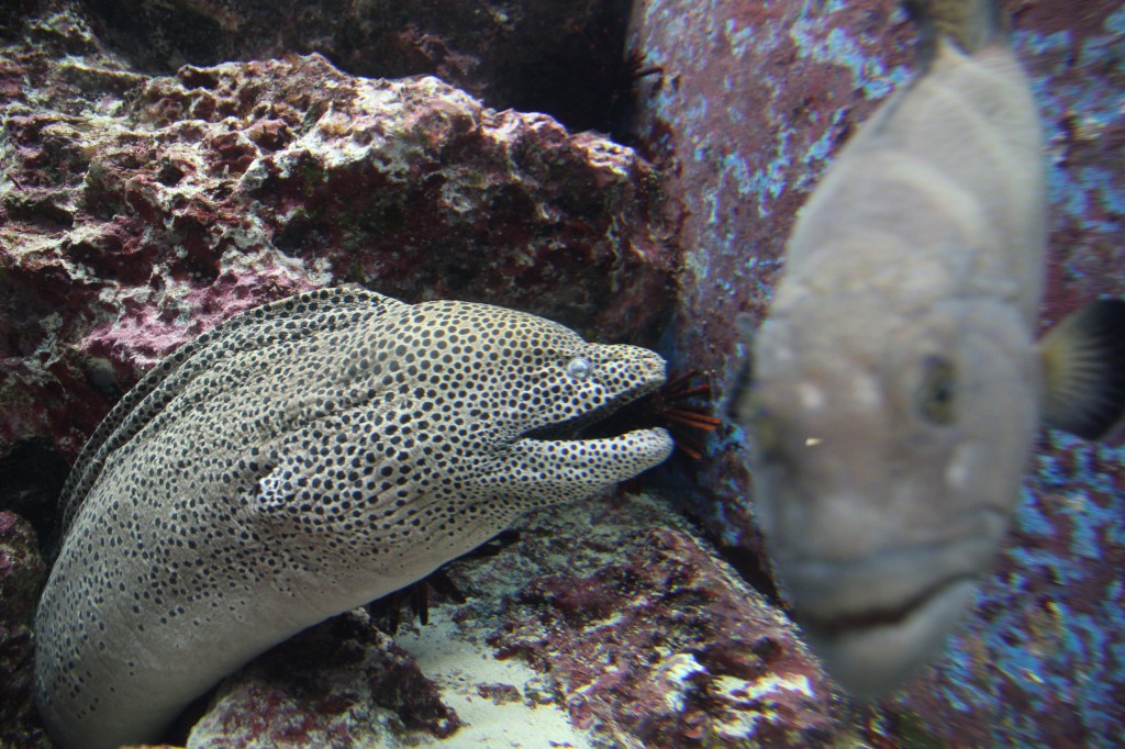 Okinawa Churaumi Aquarium / Motobu [2012/10/04 13:02:49]
