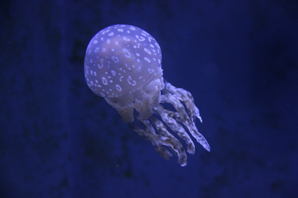 Okinawa Churaumi Aquarium / Motobu [2012/10/04 13:05:12]