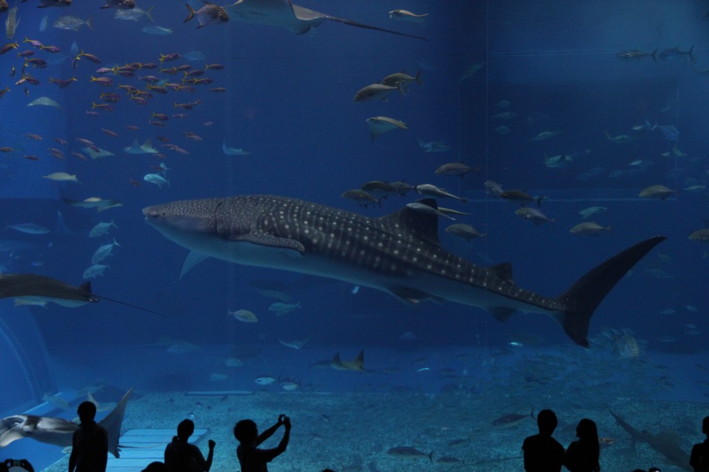 Okinawa Churaumi Aquarium / Motobu [2012/10/04 13:10:20]