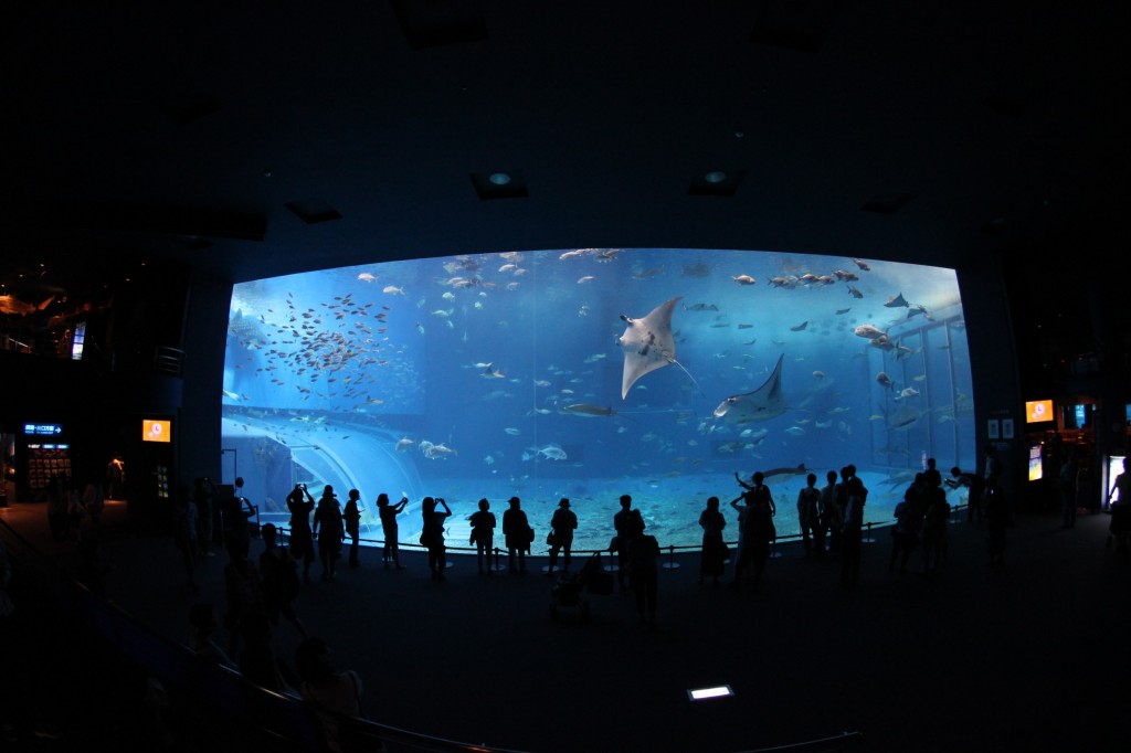 Okinawa Churaumi Aquarium / Motobu [2012/10/04 13:15:25]