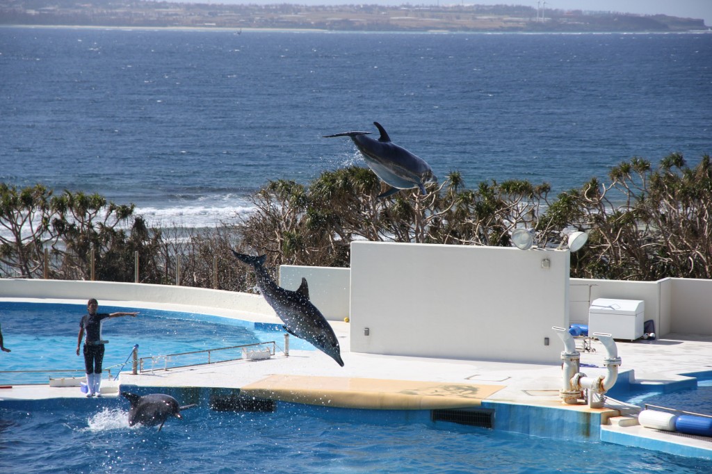 Okinawa Churaumi Aquarium / Motobu [2012/10/04 14:46:47]