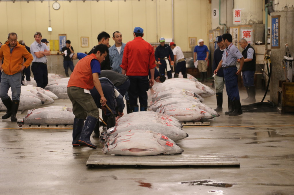 Tuna auction, Tsukiji Fish Market, Tokyo (2014/08/12 05:27:32+09:00)