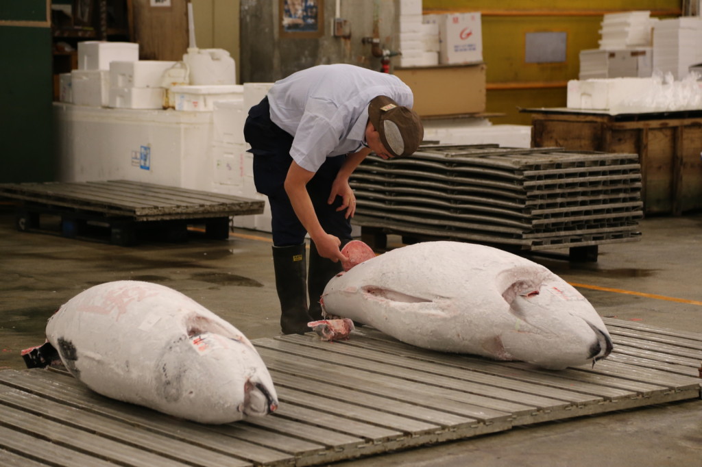 Tuna auction, Tsukiji Fish Market, Tokyo (2014/08/12 05:28:01+09:00)