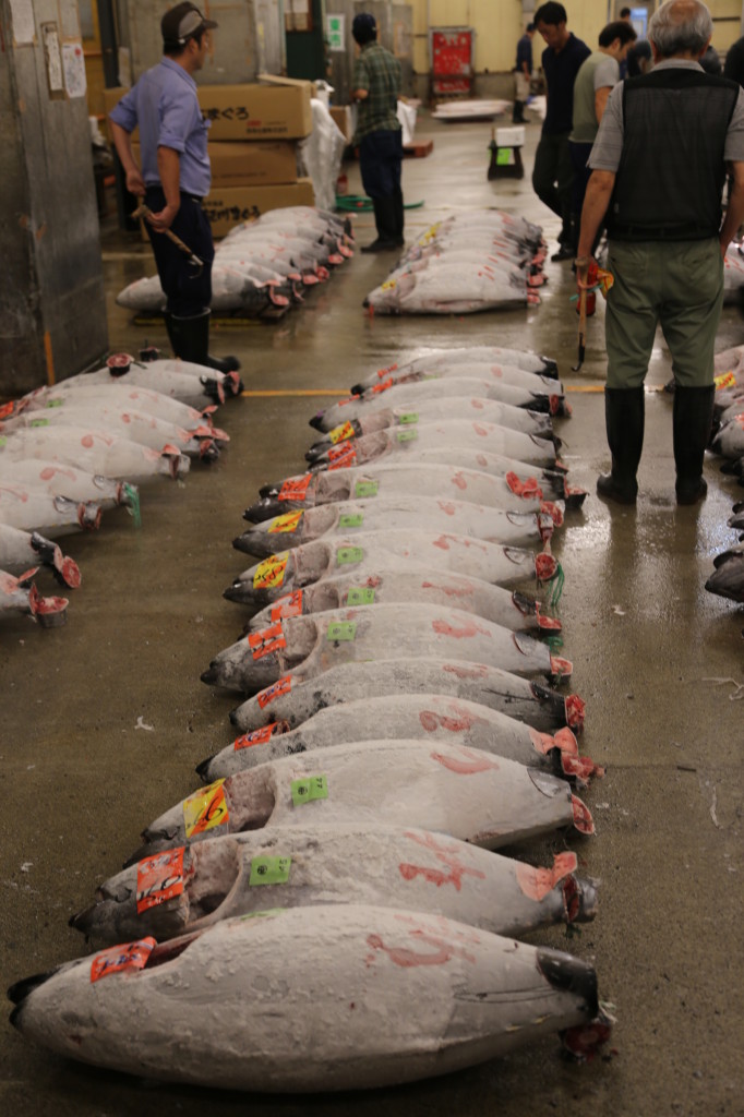 Tuna auction, Tsukiji Fish Market, Tokyo (2014/08/12 05:28:49+09:00)