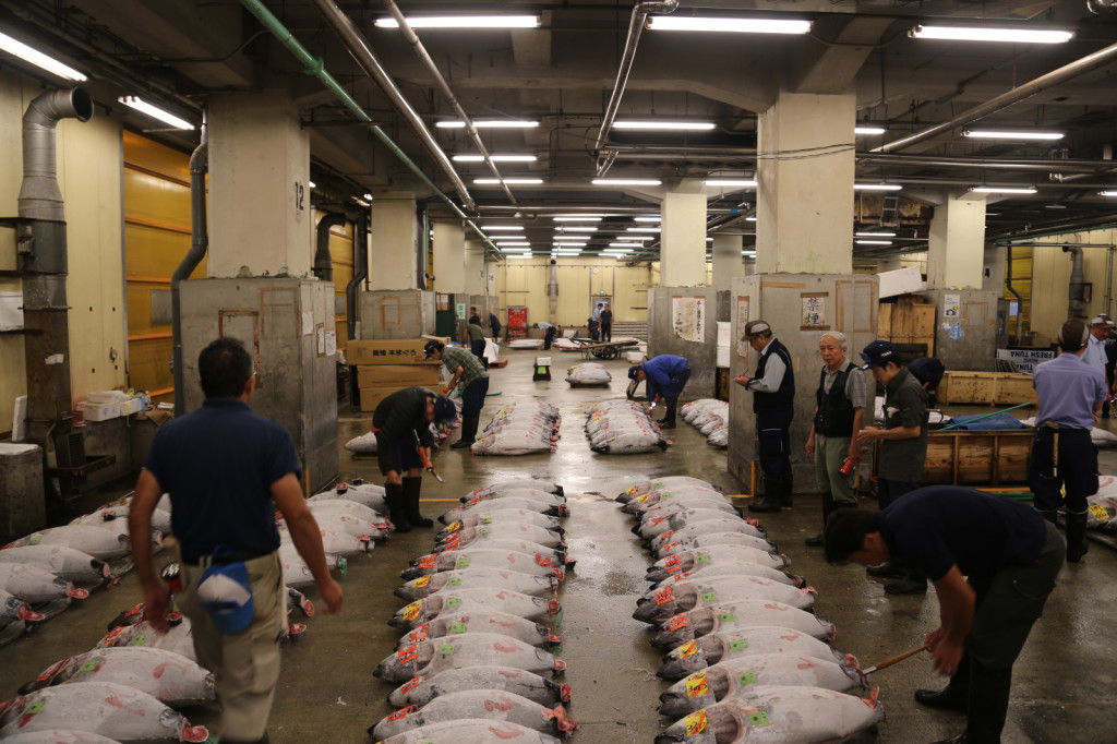Tuna auction, Tsukiji Fish Market, Tokyo (2014/08/12 05:29:23+09:00)