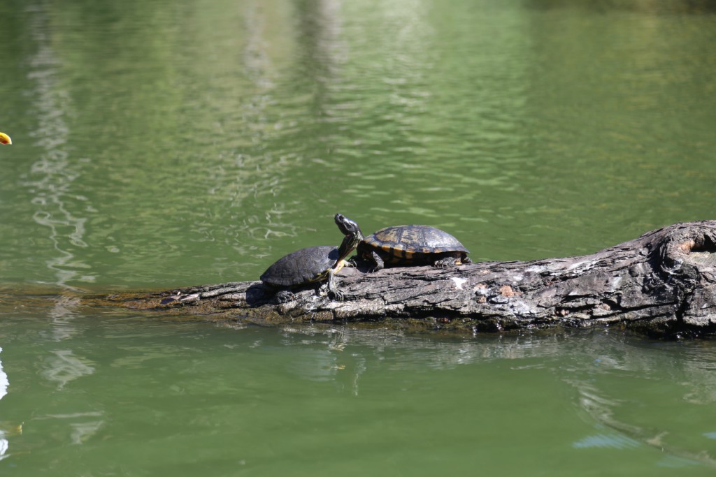 sanfrancisco-45-the_turtles_on_the_lake_1-20150303_115333_6d_img_6381_down1600