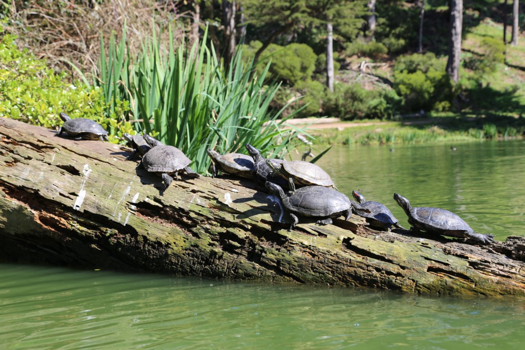 sanfrancisco-47-the_turtles_on_the_lake_3-20150303_115404_6d_img_6384_down1600