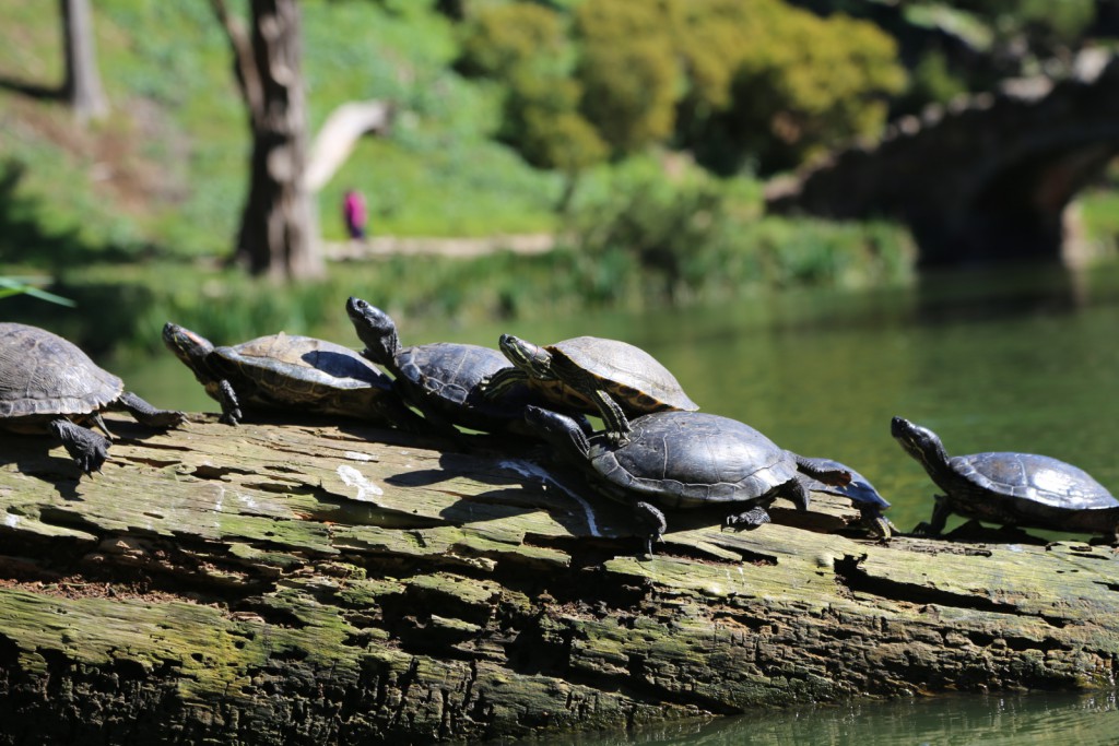 sanfrancisco-48-the_turtles_on_the_lake_4-20150303_115420_6d_img_6386_down1600