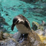 017-Loro_Parque_gallery_2_Penguins-20151227_094637_6d_img_1310_down1920