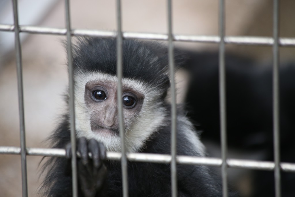 139-Monkeys_Its_always_depressing_when_they_stuff_animals_that_are_used_to_having_lots_of_space_in_those_little_cages...-20160502_100601_6d_img_3743_down1920